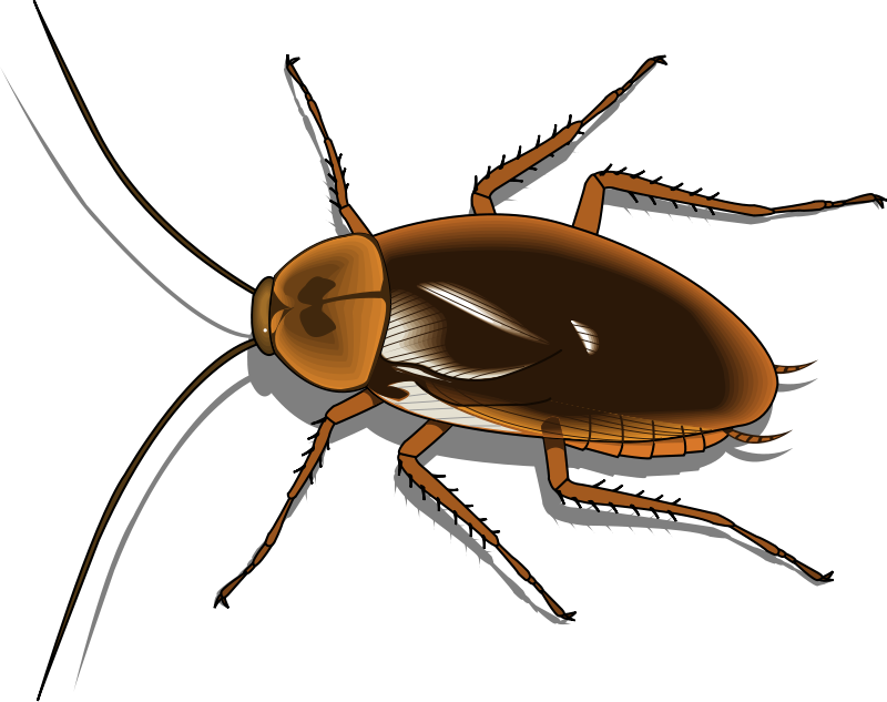 Featured image of post Cockroach Clipart Easy Pngtree offers cockroach png and vector images as well as transparant background cockroach clipart images and psd files