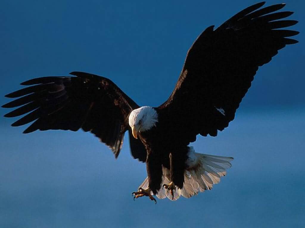 American Eagle Pictures : Bald Eagle in Flight, Alaska