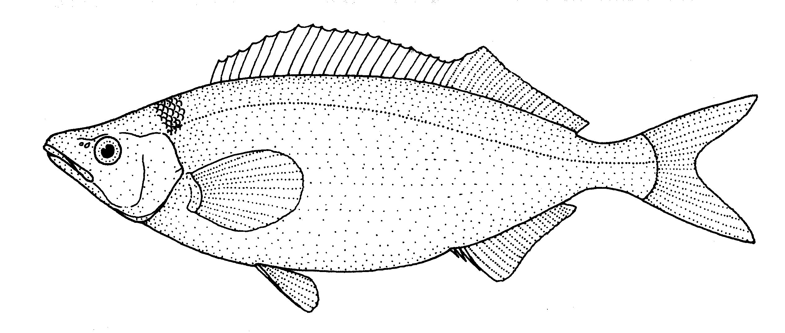 File:Mendosoma lineatum (Telescope fish) - Wikimedia Commons