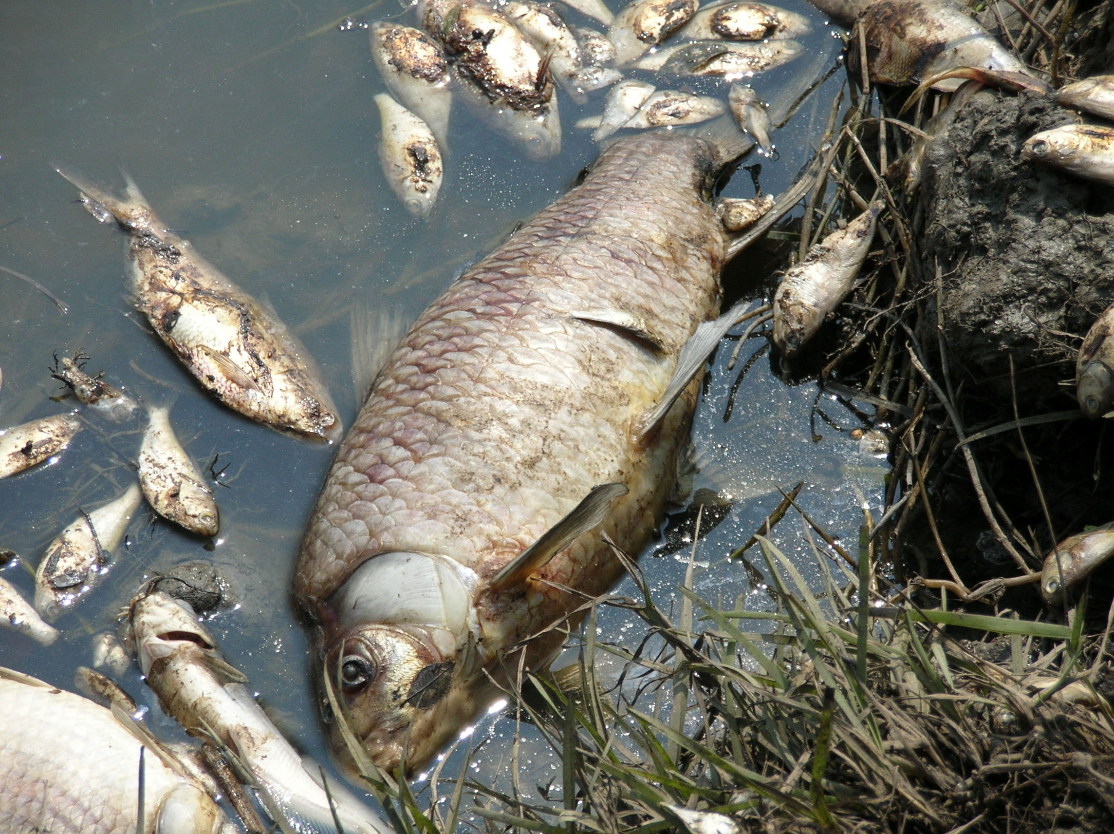 why-are-there-dead-fish-on-irondequoit-bay-and-erie-canal