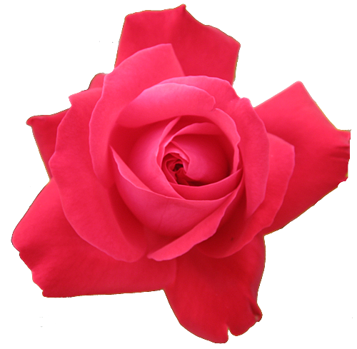 rose PNG656