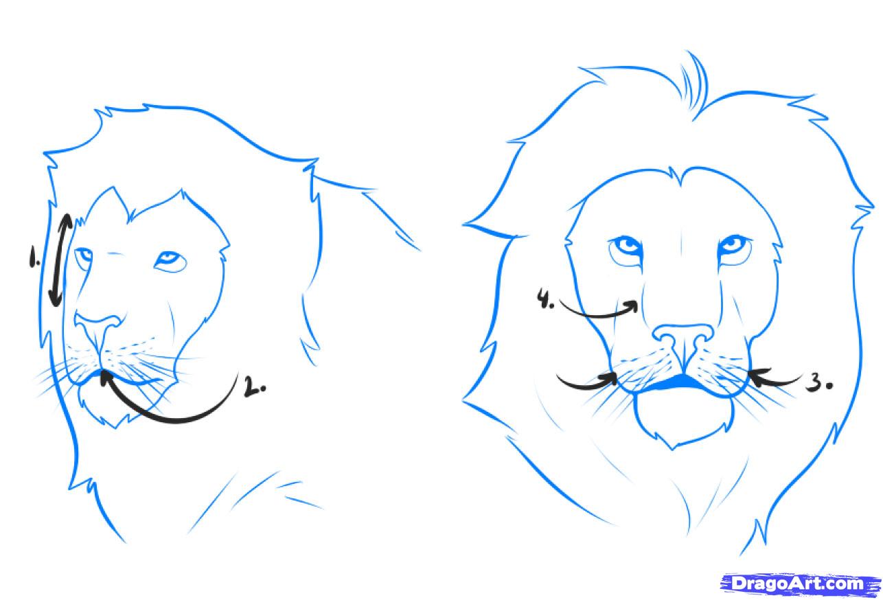 How to Draw a Lion, Step by Step, safari animals, Animals, FREE 