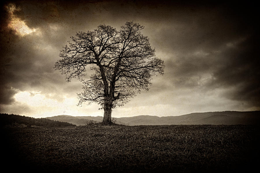 Black Tree by Svetoslav Sokolov