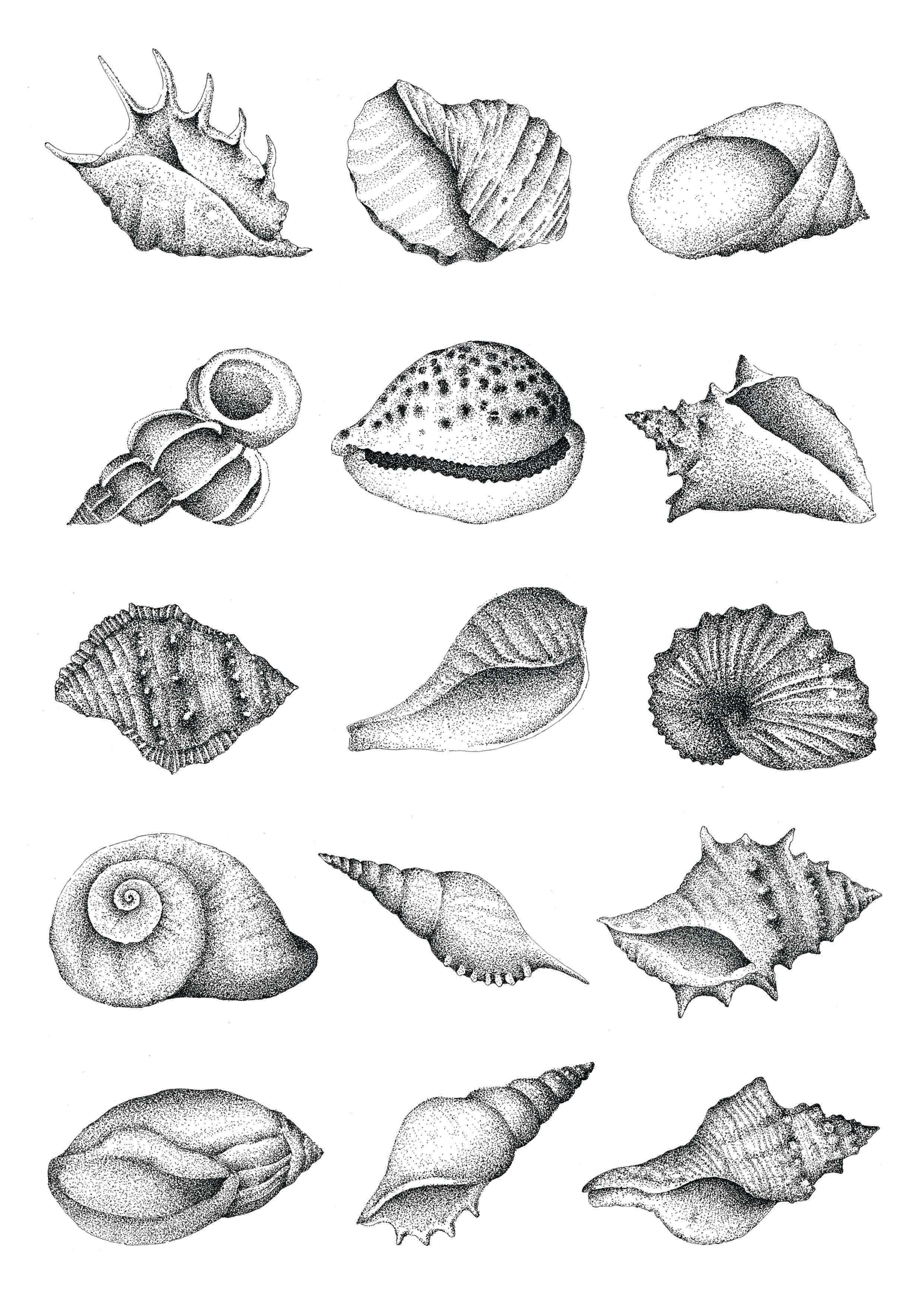 Conch Shell Drawing Easy - Draw-head