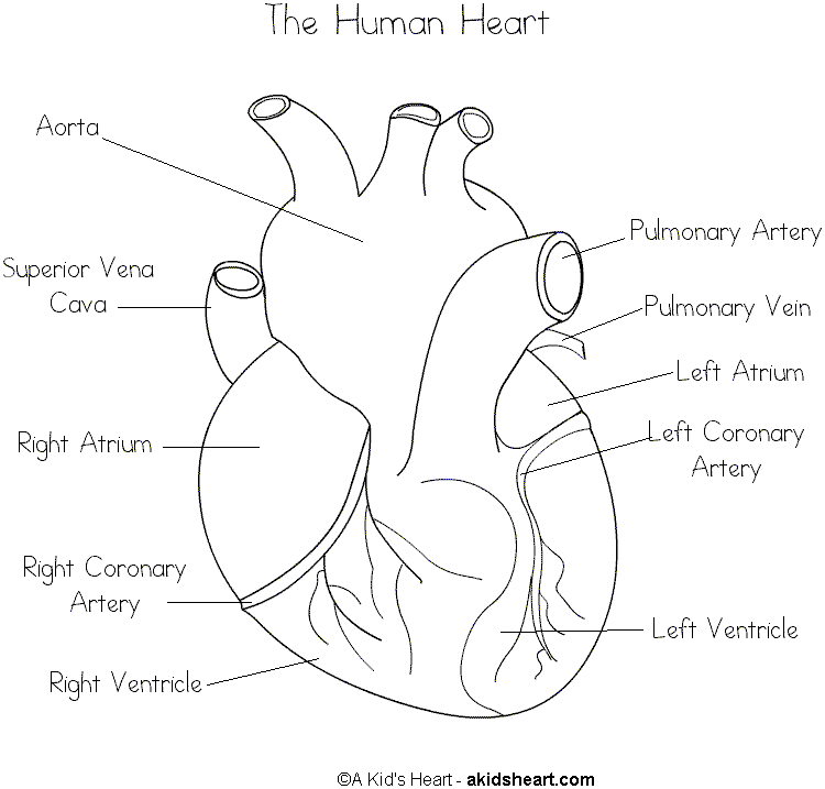 Free Human Heart Sketch Diagram, Download Free Clip Art ...