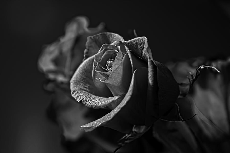 Red Rose Black And White by Steve Raley