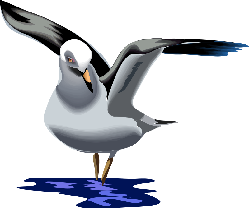 Seagull Clip Art Download