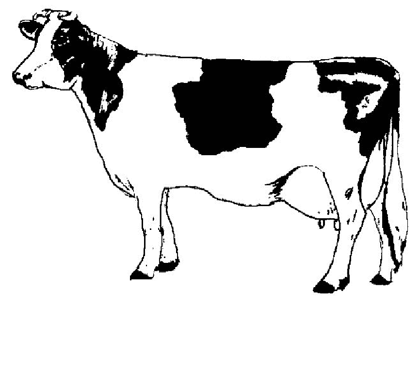 Free Outline Of A Cow, Download Free Outline Of A Cow png images, Free