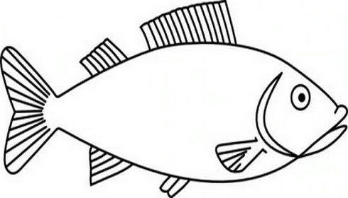 outline drawings of fish