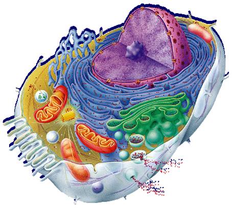 Free Animal Cell Unlabeled, Download Free Clip Art, Free Clip Art on