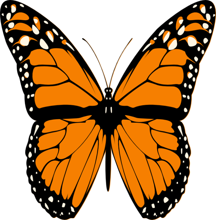 Butterfly tattoo butterfly picture butterfly: butterfly animation