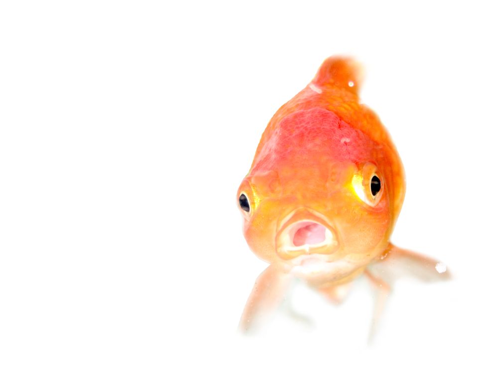 Goldfish doing well after brain surgery | www.