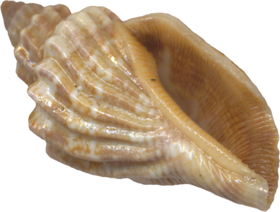 PSD Detail | Sea shell | Official PSDs