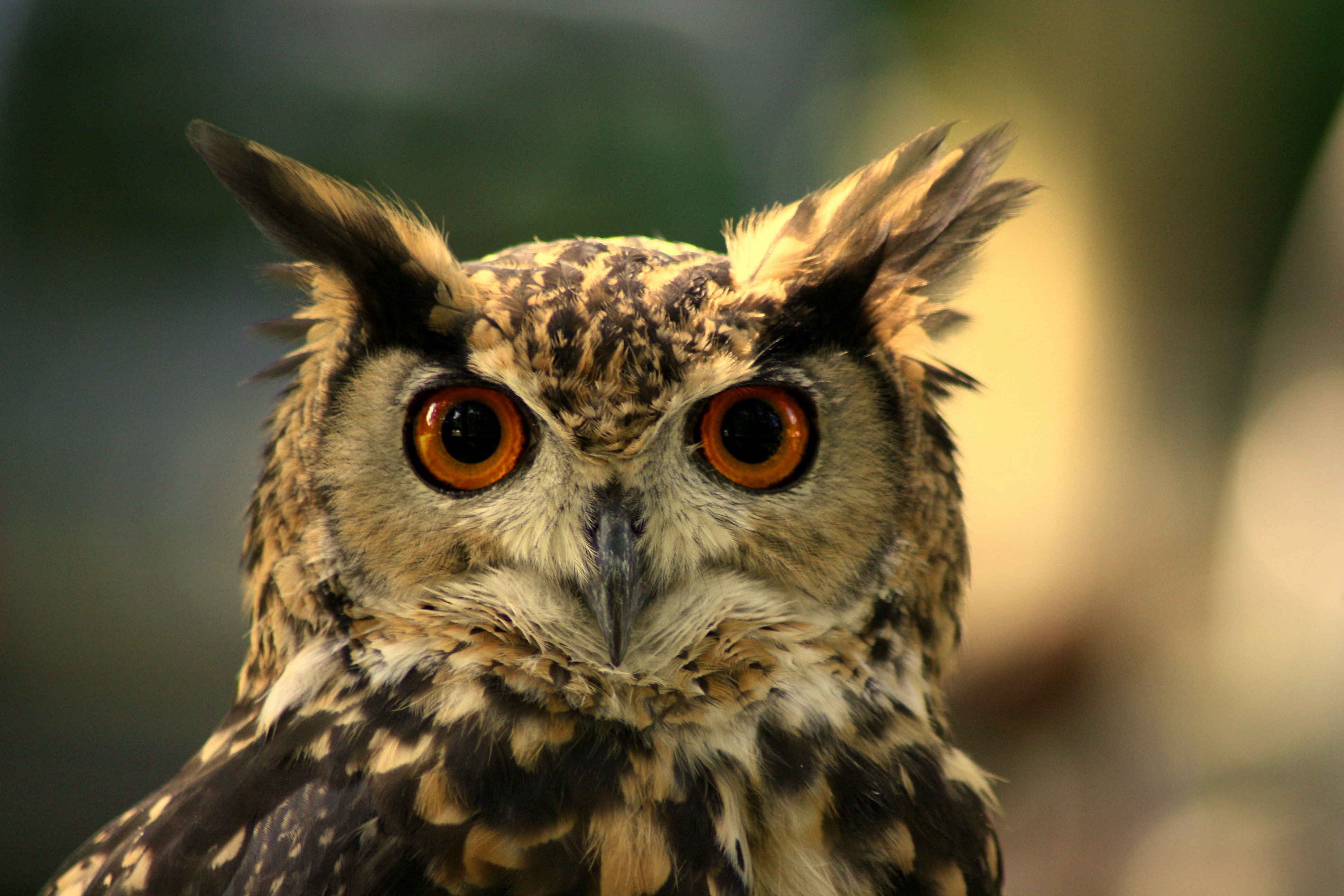File:Eurasian Eagle-Owl Maurice van Bruggen - Wikimedia Commons