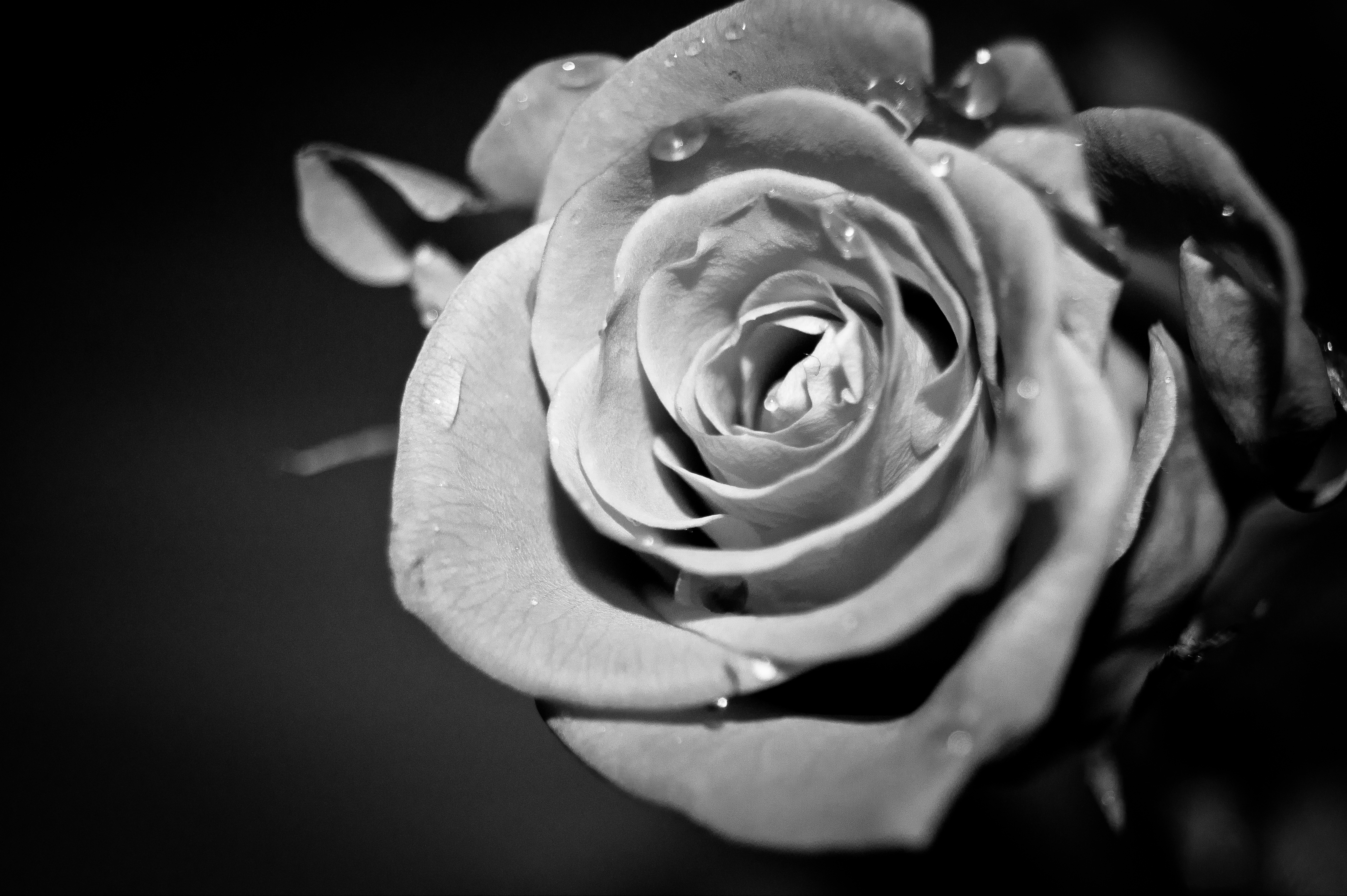 Images Roses Black White - HD Photos Gallery