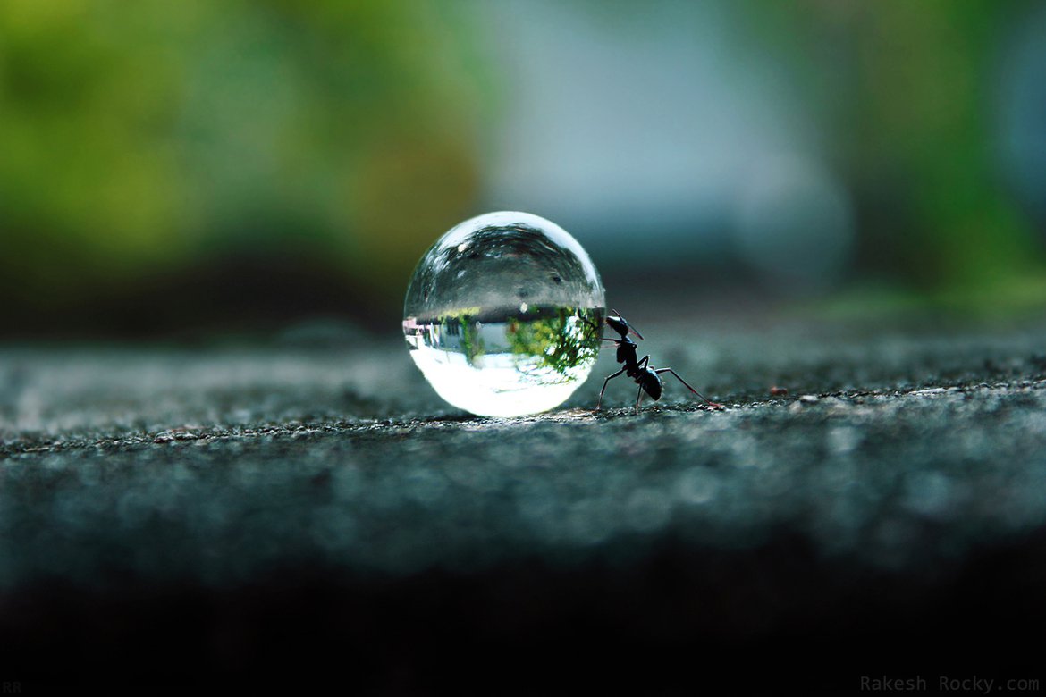 An ant pushing a water droplet. 