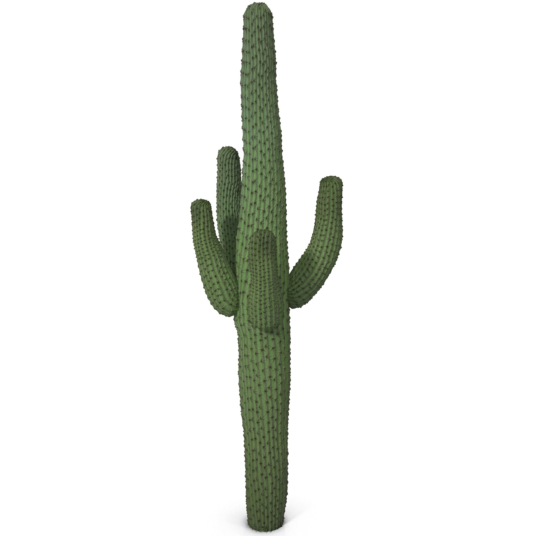 cactus 3D Models