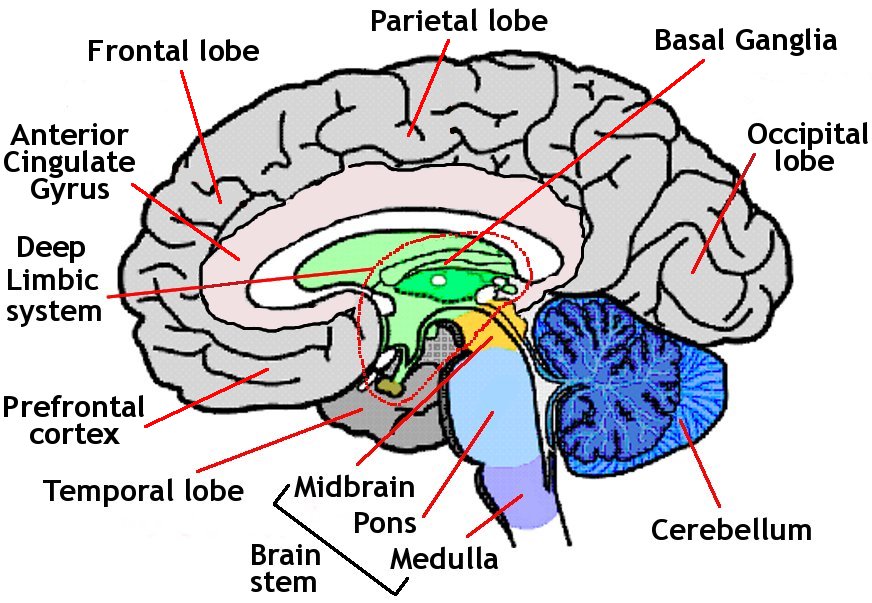 Diagram Of Inside Of Brain Machine Learning