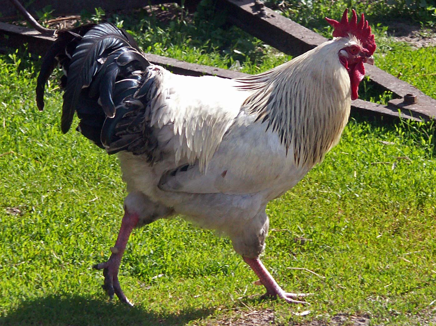File:Rooster 1 AB - Wikimedia Commons
