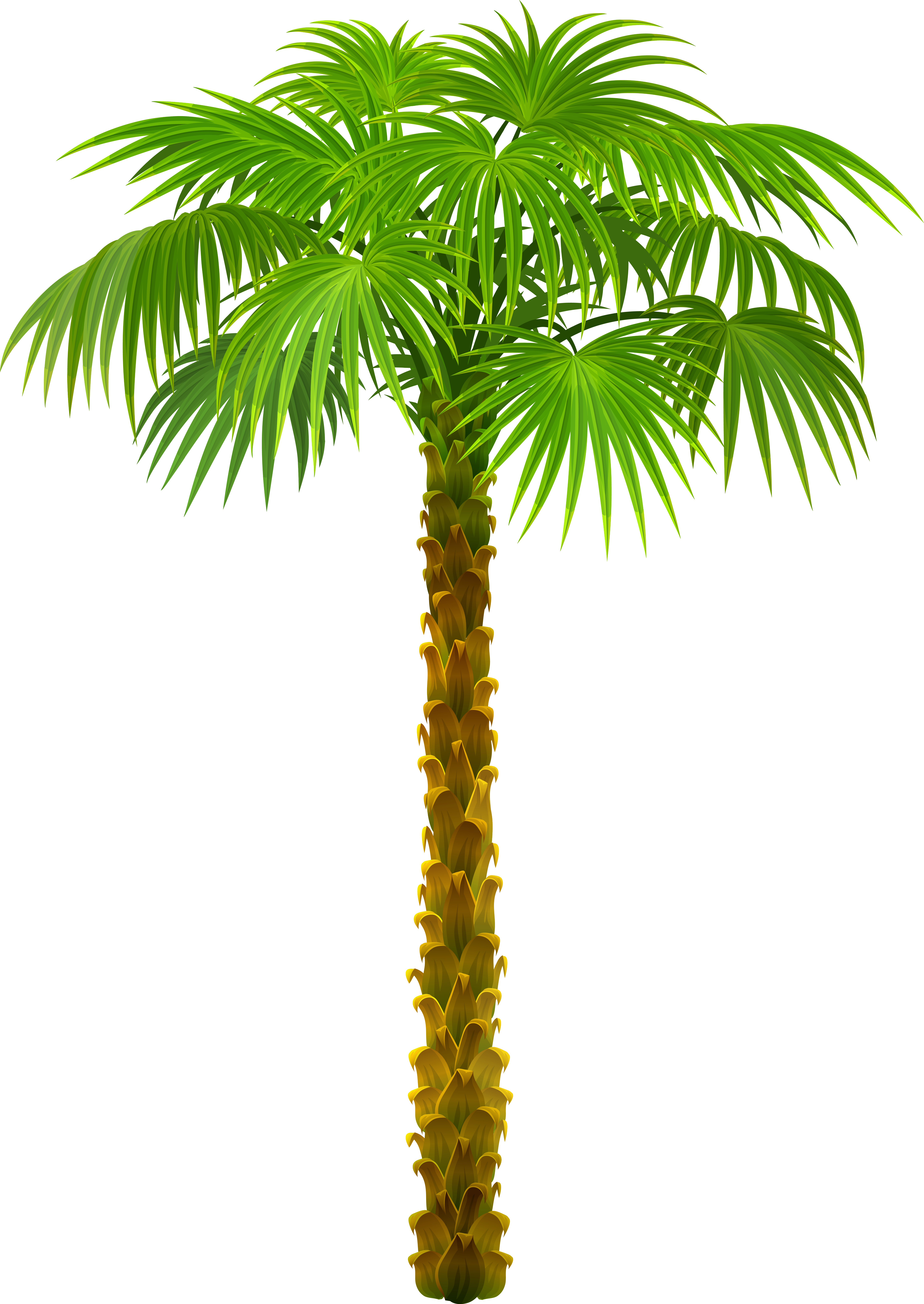 Palm Tree PNG Clipart Picture