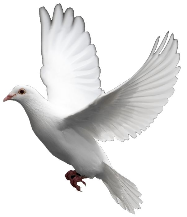Peace  Serenity on Clipart library | Peace, Peace Symbols and White Doves