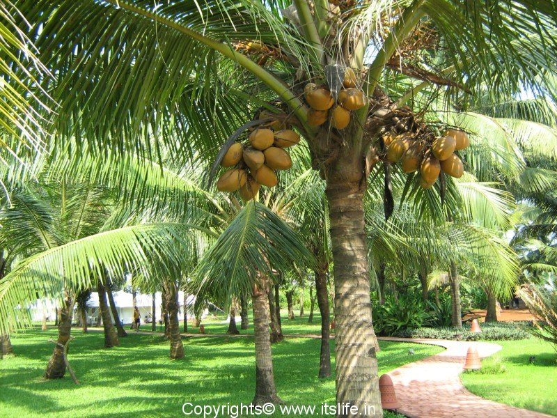 The Amazing Coconut Tree - ThingLink