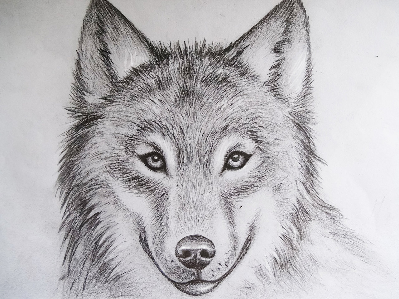 Wolf Sketch Basic Shapes
