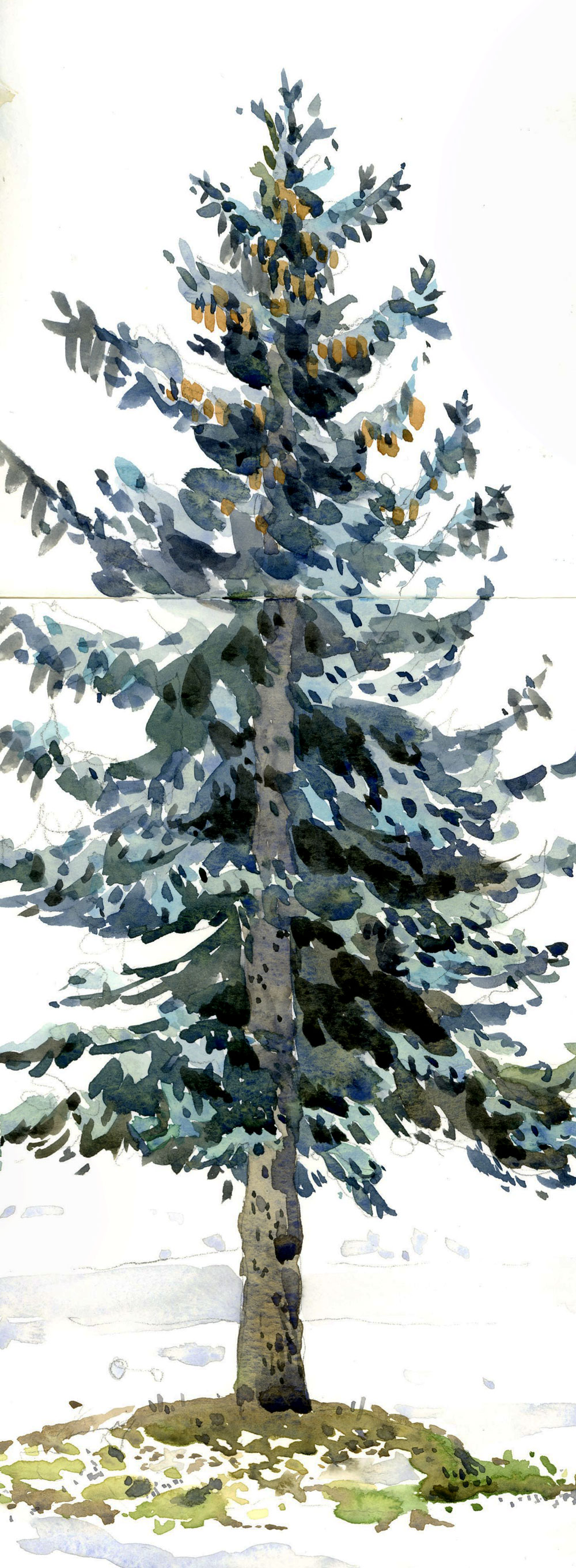 How To Draw A Spruce Tree