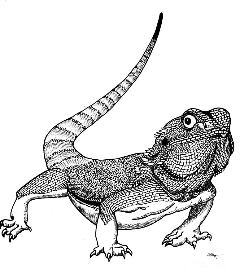 Bearded dragon Colouring Pages