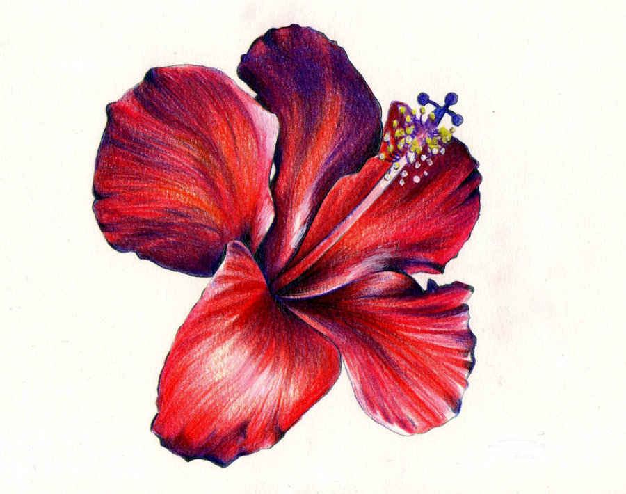 Drawing Of Hawaiian Hibiscus Photos