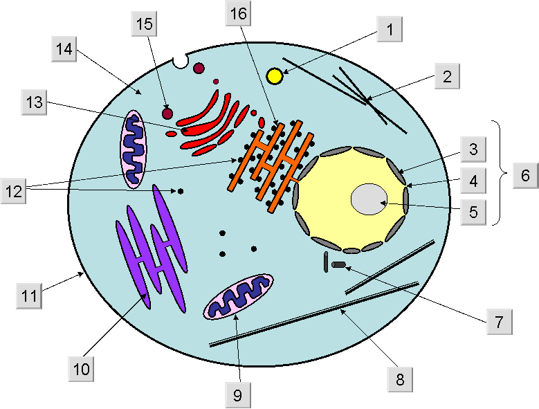 Free Animal Cell Unlabeled, Download Free Clip Art, Free ...