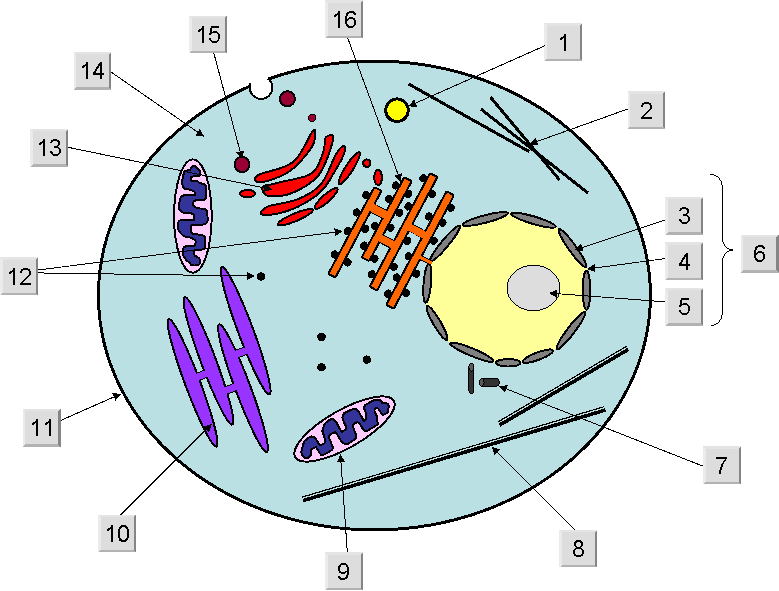 animal cell diagram not labeled with color