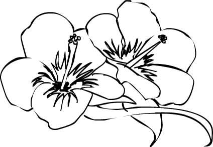 Featured image of post Simple Hibiscus Flower Drawing
