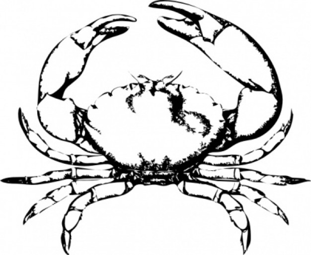 Stone Crab clip art Vector | Free Download