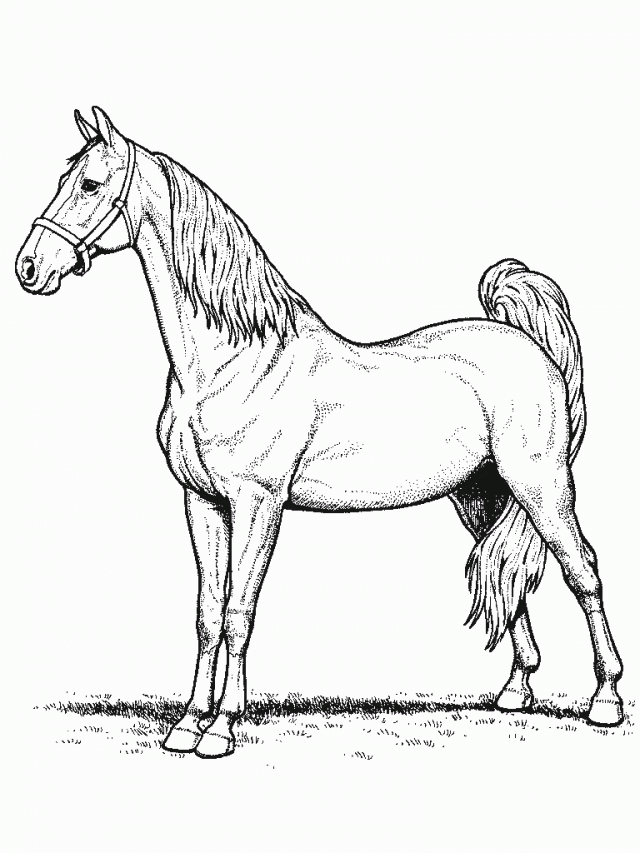 Horses Coloring Pages 20261 Label Arabian Horse Coloring Pages 