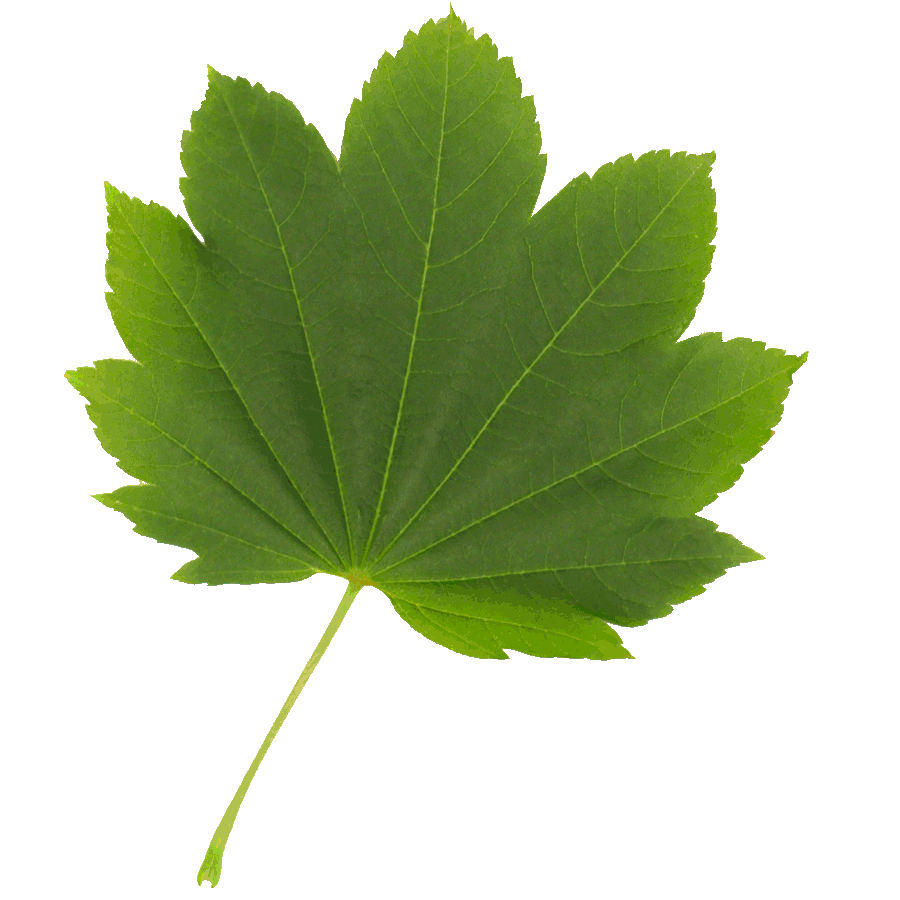 Vine-Maple-leaf-color.gif