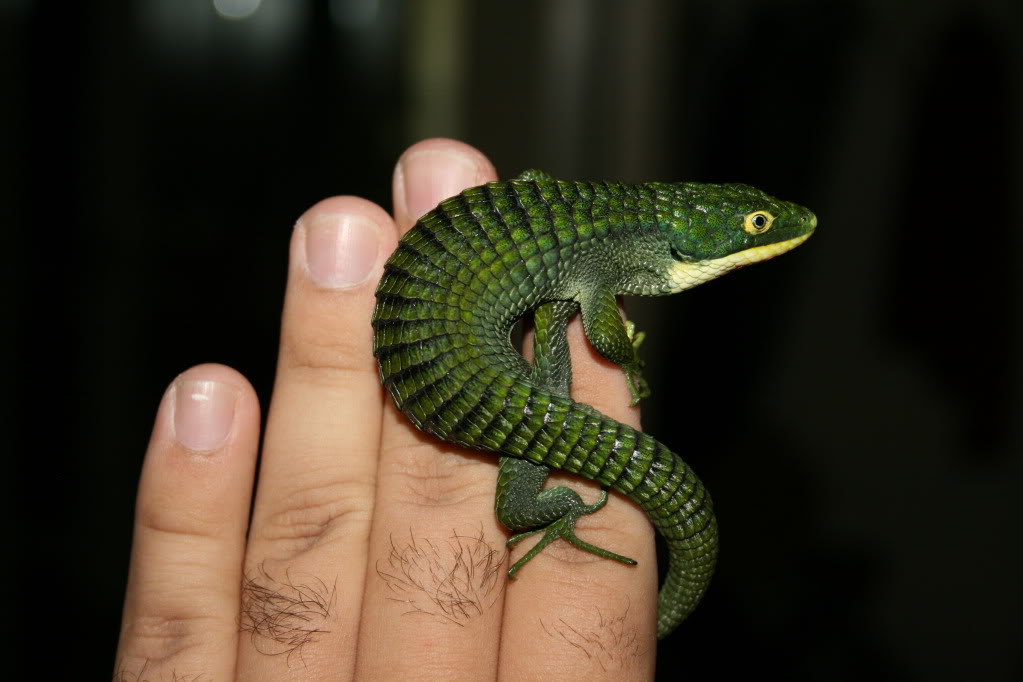 Kingsnake.com - Herpforum - Pretty Green Alligator Lizard!