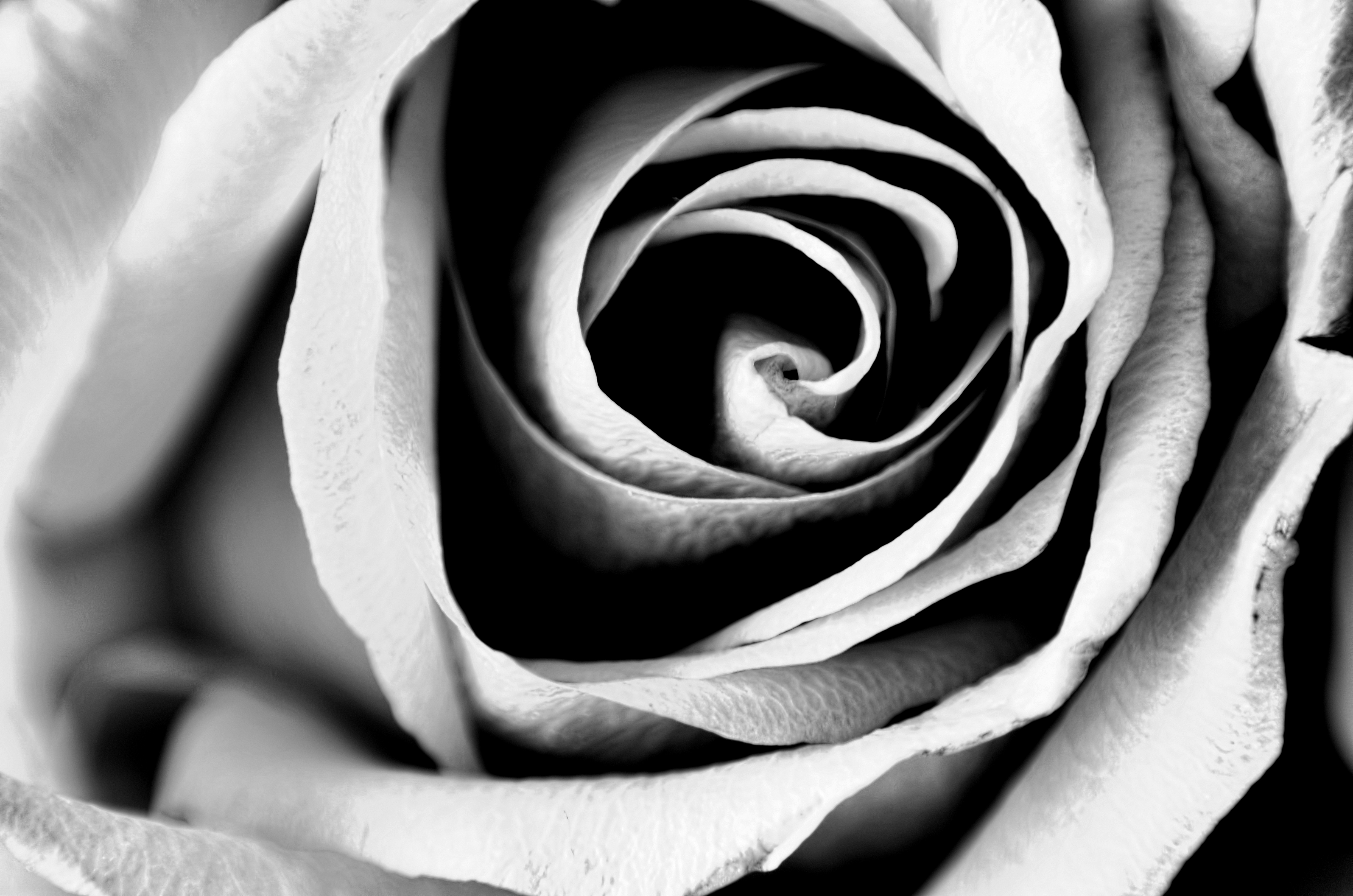 Photography Flowers Black And White - HD Photos Gallery