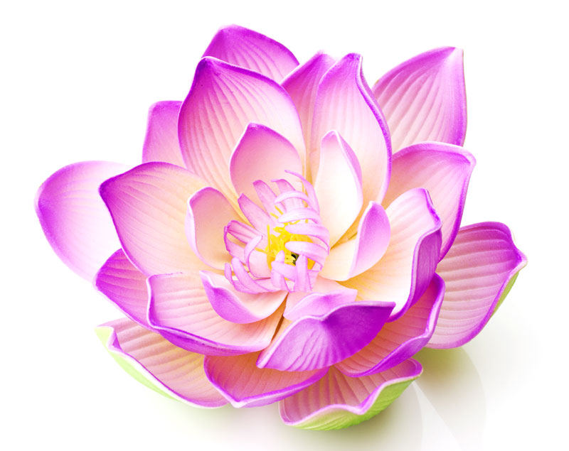 Lotus Flower Online | Learn About Lotus Flower | Meaning Of Lotus