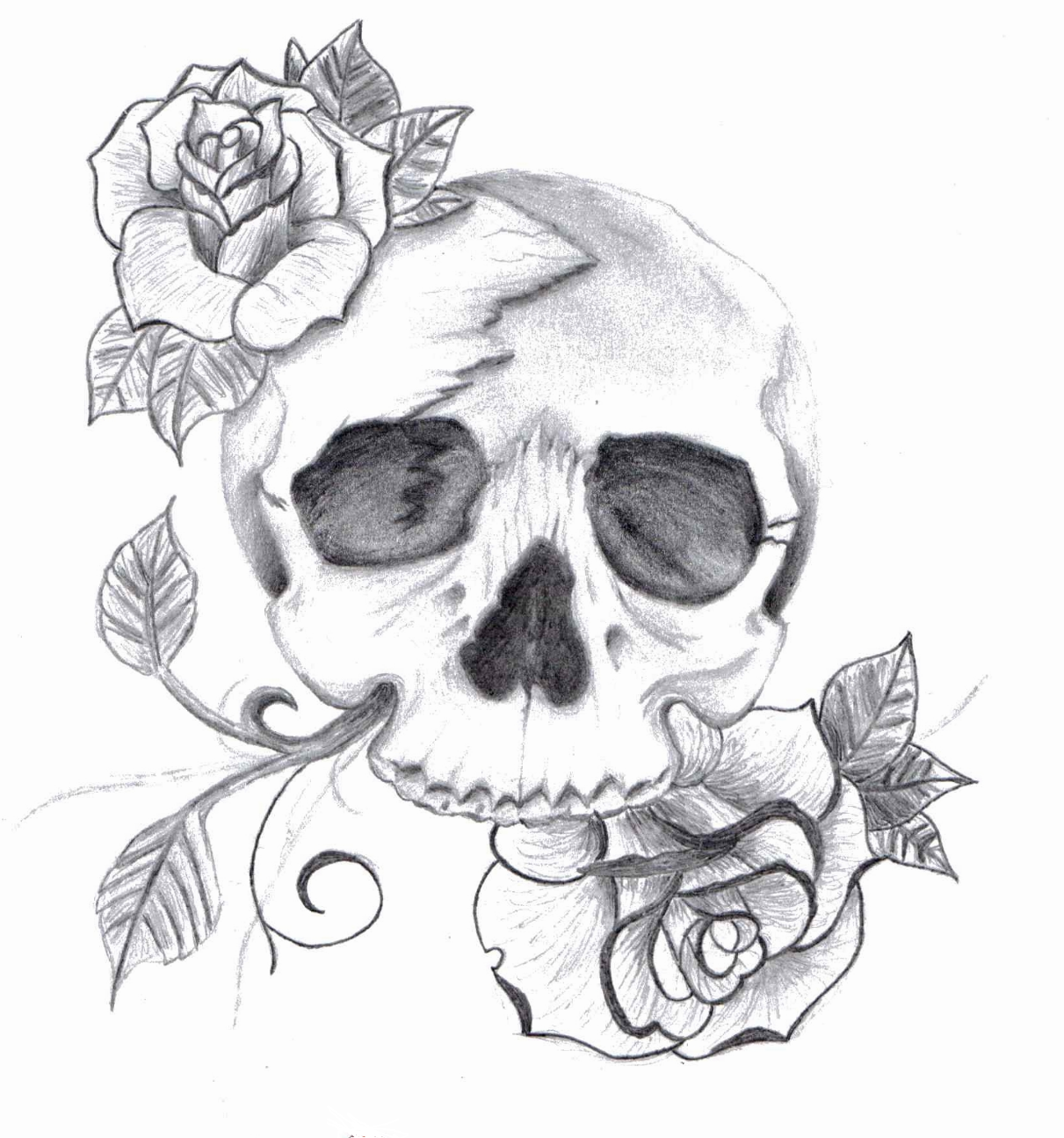 Free Skulls Drawings, Download Free Skulls Drawings png images, Free
