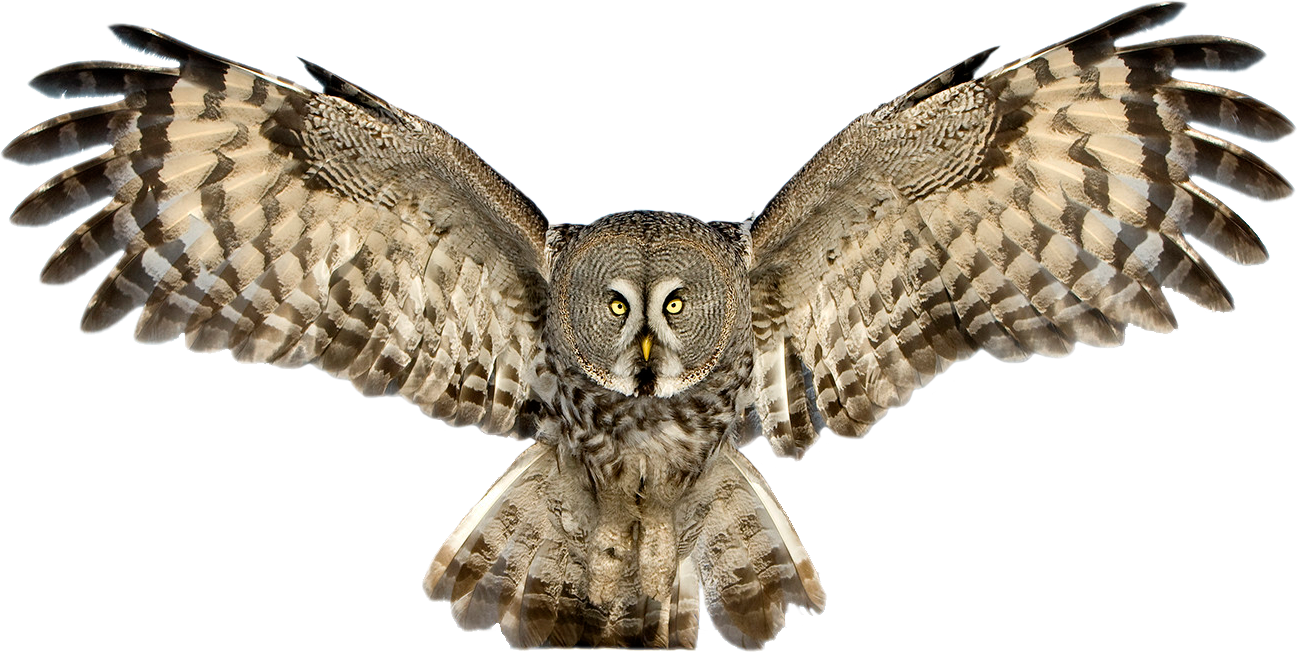 Great Grey Owl (by Jari Peltomaki) : pics