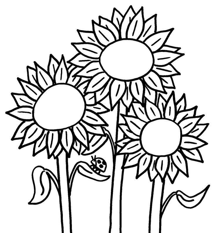 detailed sunflower coloring page with bee