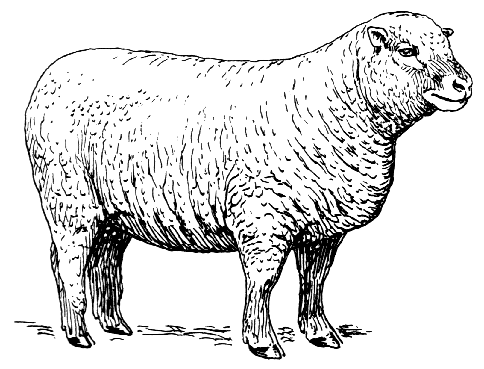 File:Sheep (PSF).png - Wikimedia Commons