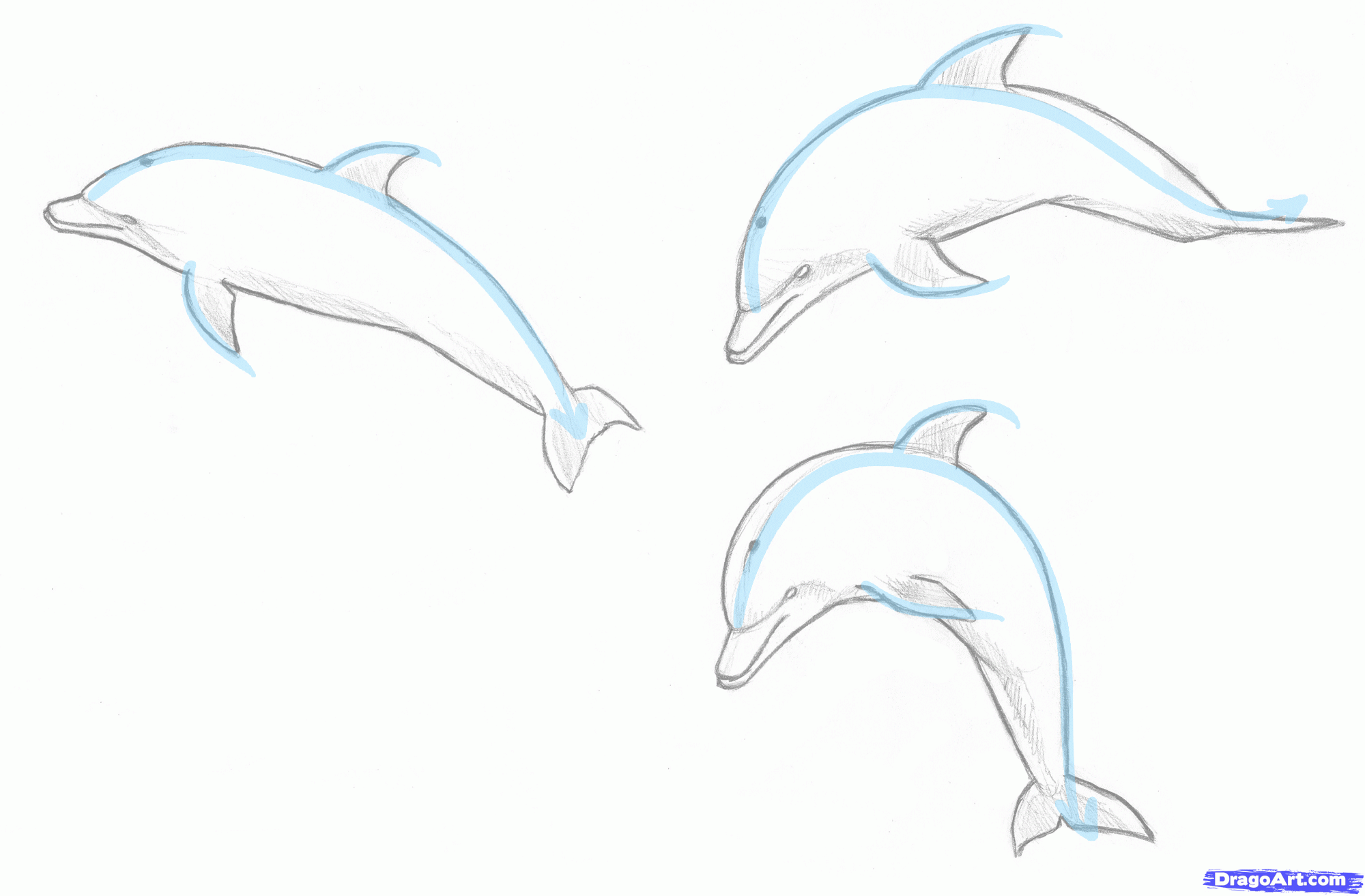 How to Draw a Jumping Dolphin, Step by Step, Sea animals, Animals 
