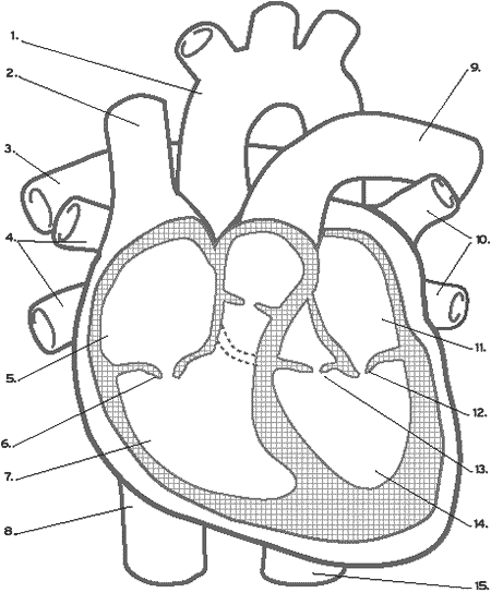 blank heart diagram