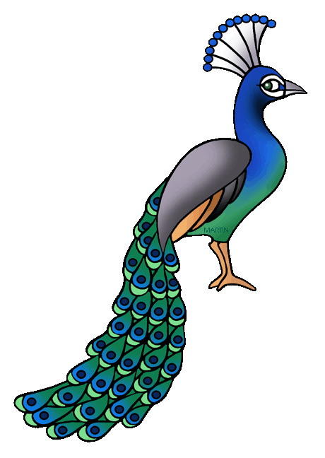 simple peacock drawings