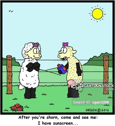 Shorn Cartoons and Comics - funny pictures from CartoonStock
