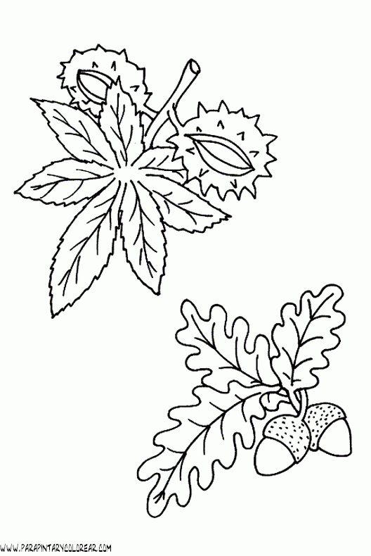 dibujos-para-colorear-de-hojas-de-arboles-008