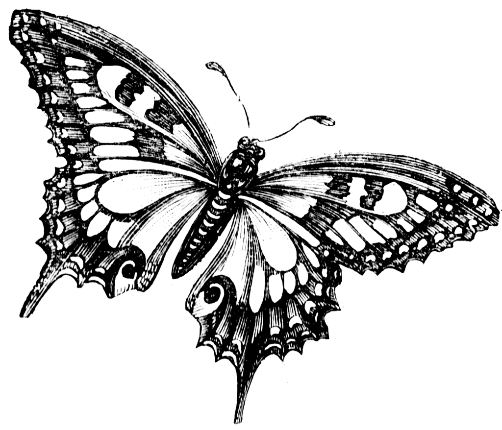 black and white butterfly drawing