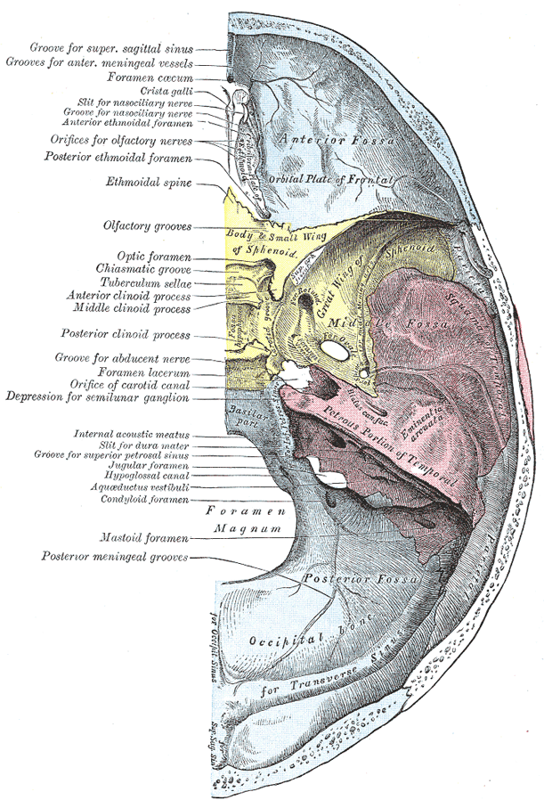 The Interior of the Skull - Human Anatomy